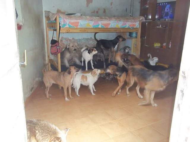 mebolcomba's tweet image. En Alsina, bajo el puente, hay una casa con más de 
80 🐕😢
De todo tamaño y edades. Los ayuda Mónica Pavesio pero las condic de vida y el hacinamiento no son ideales😔 Necesita adoptantes y tránsitos para poder sacarlos de ahí y darles una vida mejor🙏

facebook.com/monica.pavesio…