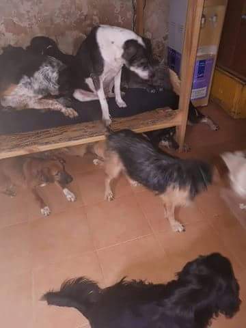 mebolcomba's tweet image. En Alsina, bajo el puente, hay una casa con más de 
80 🐕😢
De todo tamaño y edades. Los ayuda Mónica Pavesio pero las condic de vida y el hacinamiento no son ideales😔 Necesita adoptantes y tránsitos para poder sacarlos de ahí y darles una vida mejor🙏

facebook.com/monica.pavesio…