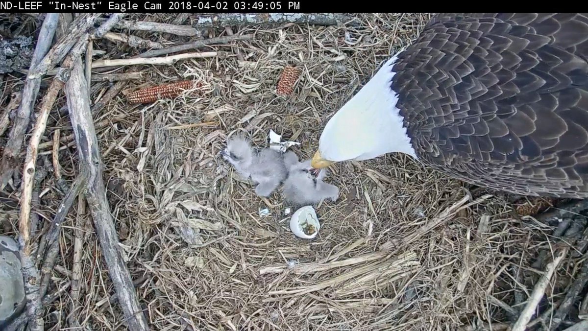 Duke Eagle Cam 2021 St Pats Park Eagle Cam