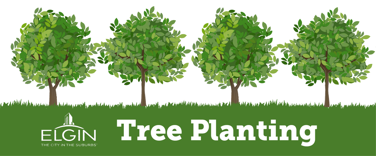 ElginIL's tweet photo. Elgin's tree bank planting program was developed to sustain our neighborhood forests and provide value to properties. To request a new tree be planted by the City of Elgin, visit at https://t.co/SndxfXEPRu and complete request by April 15. #ElginIL #TreePlanting #TreeProgram https://t.co/WMjysKnGyM
