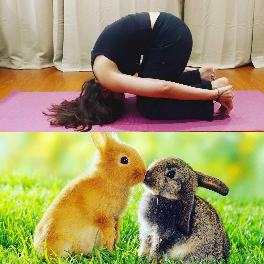 sheltonqigong's tweet photo. Paris ❤️’s bunnies and cuteness! Which is why She loves SASANGASANA or RABBIT POSE. #BreatheTogetherYoga #yogachallenge #BTY84 #JennPrughYoga #yoga #bunnies #rabbits #rabbitpose #SheltonQigong #morningcrane https://t.co/ewYkT7hl7C