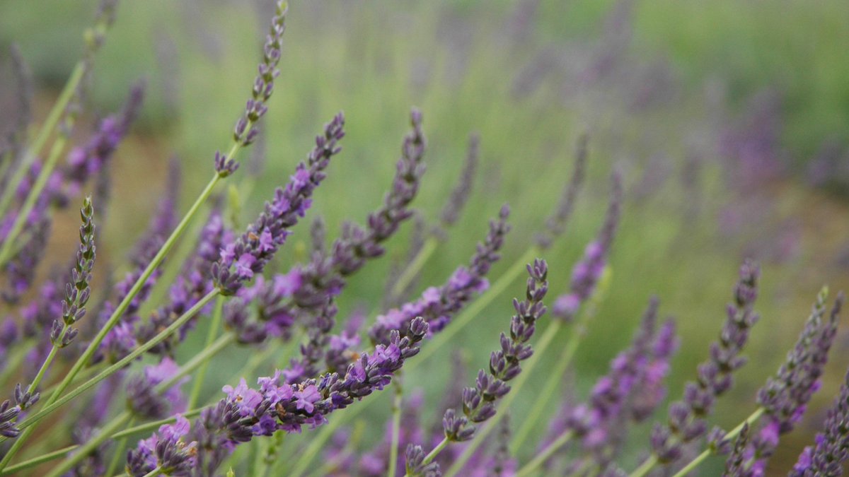 hiconcierge's tweet photo. Did you know that Maui is home to an amazing lavender farm? 
We'll show it to you! 
#hiconcierge #diamondheadvacations #hawaiivacation #hawaii #aloha #hilife #aliikula #maui #lavender #alohafriday #farmtotable #hawaiitours #luckywelivehawaii #lethawaiihappen #worldtraveller https://t.co/ByJrG5Krno