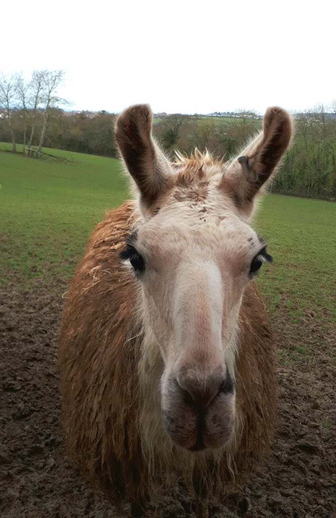 My Easter friend #worldofcountrylife #devon