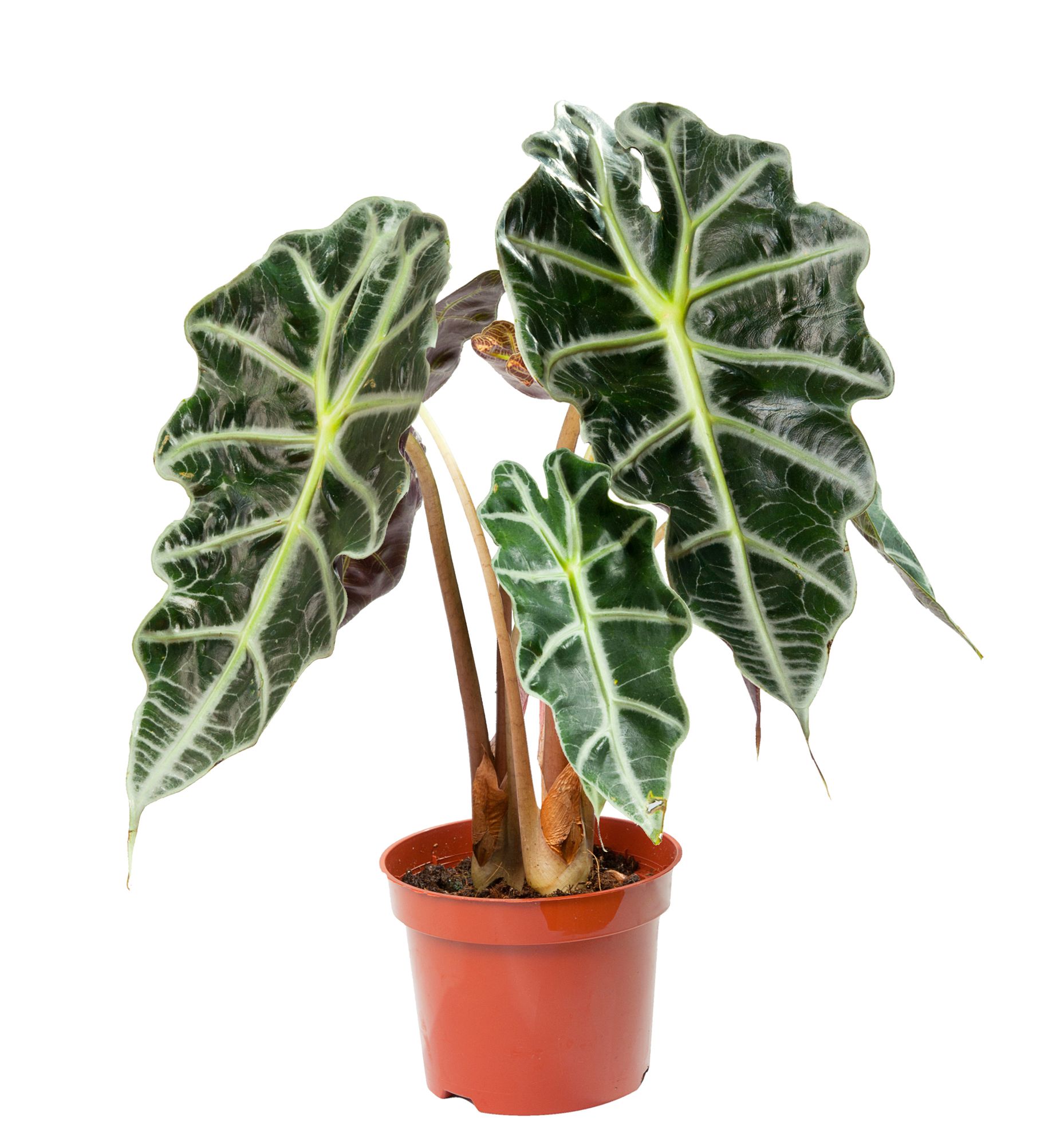 Алоказия Амазонская Alocasia Amazonica