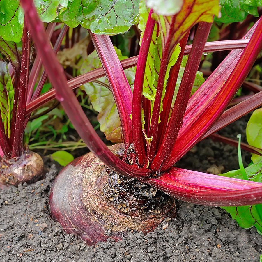 Свекла рубиновая королева. Свекла в огороде. Какую сажать свеклу. Садим свеклу. Свекла растет в огороде.