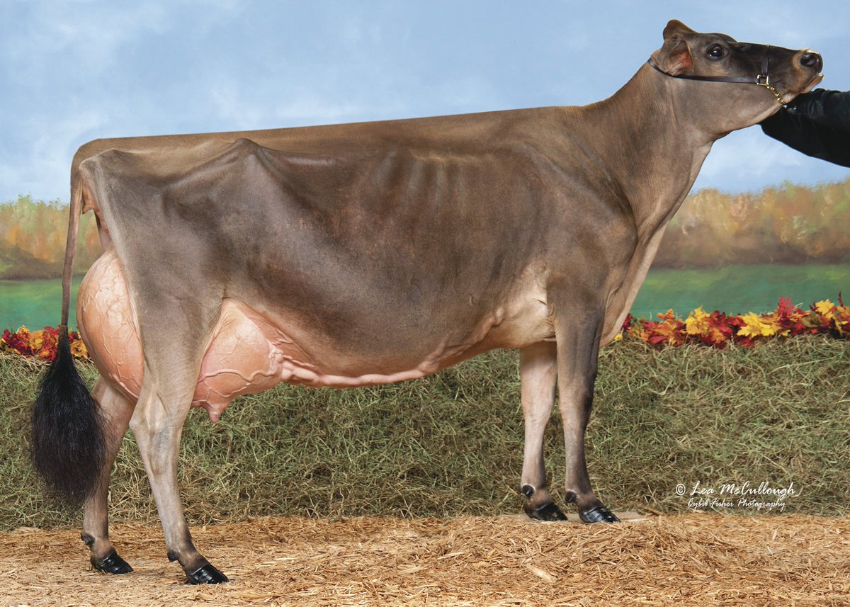 We know you take pride in your herd and so it only make sense to add 250JE1534 PRIDE to your breeding program. PRIDE is a FeedPRO sire from an impressive maternal line. His MGD, Cascadia Iatola Puzzle (E-94%), is pictured.