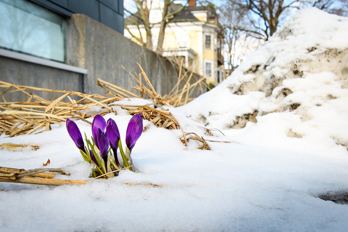 ClarkUniversity's tweet image. A cluster of crocuses provides a pop of color behind the #StrasslerCenter. #ComeOnSpring