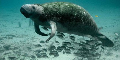 savethemanatee's tweet photo. Thank you to U.S. Congressman @CharlieCrist who has requested that the U.S. Fish and Wildlife Service reconsider and reverse its decision to downgrade protections for the Florida manatee. 
https://t.co/RhjTuaf1fV https://t.co/vXthnTiGge