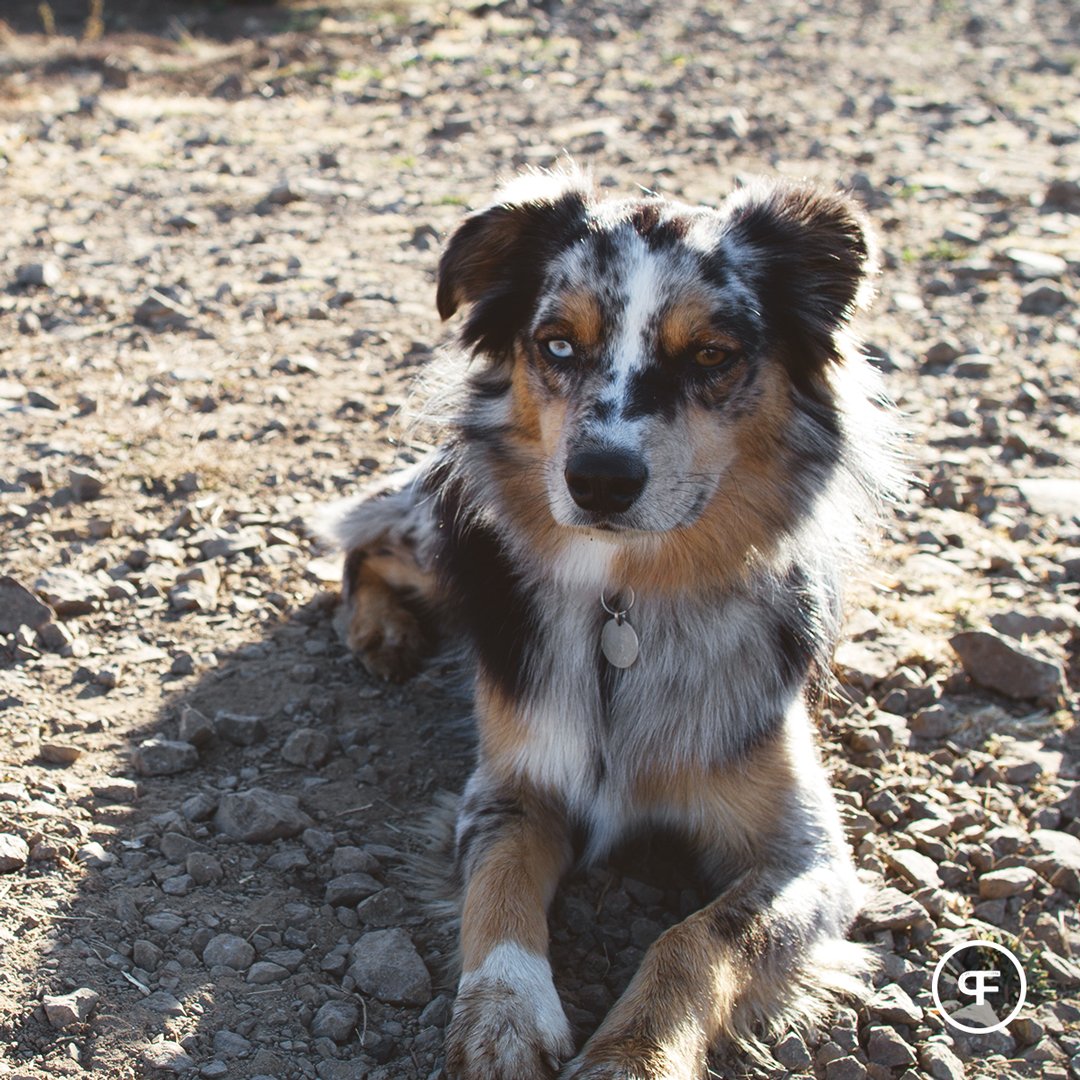 PhantomFarms's tweet photo. Always keepin' watch 🐶👀💯#farmdog #hesontheclock https://t.co/uH8661PD1i