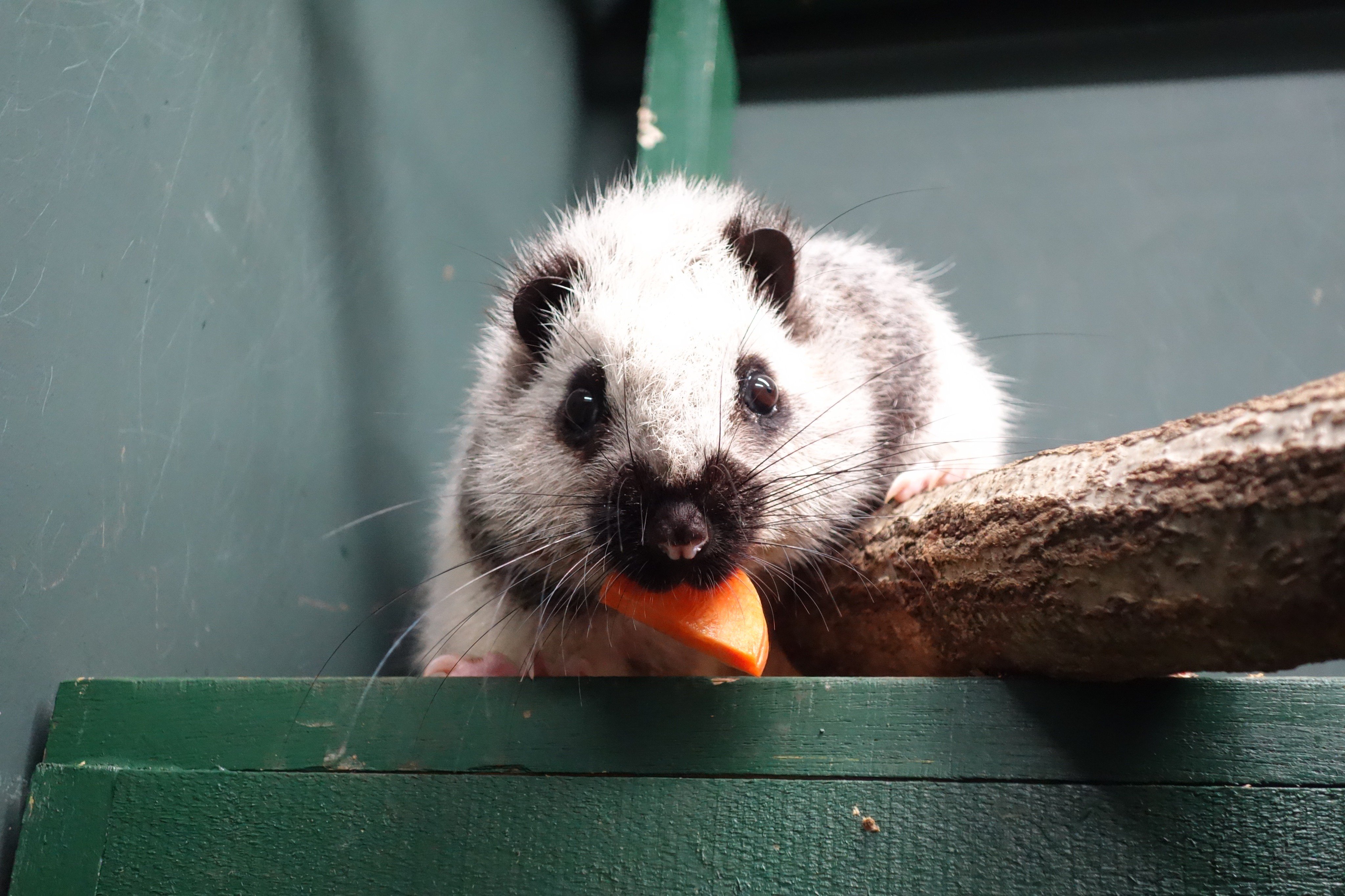 埼玉県こども動物自然公園 公式 On Twitter ウスイロホソオクモネズミ げっ歯類で最大といえばカピバラだというのは有名ですが げっ歯類は大きく分けるとリスの仲間 ヤマアラシの仲間 そして真正のネズミの仲間 の分けられます その真正のネズミの仲間で最も