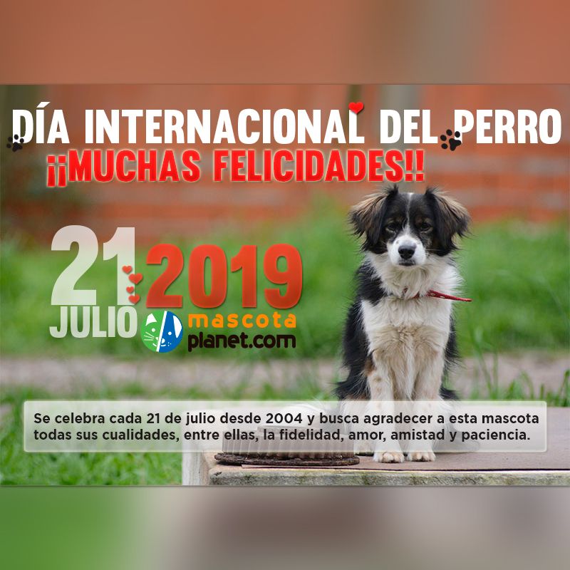 Cada 21 de julio desde 2004 se celebra el Día Internacional del Perro  y busca agradecer a esta mascota todas sus cualidades, entre ellas, la fidelidad, amor, amistad y paciencia, ¡¡Muchas felicidades pequeñines!! 😘 😘 
#mascotaplanet #tiendadeanimales #mascotas