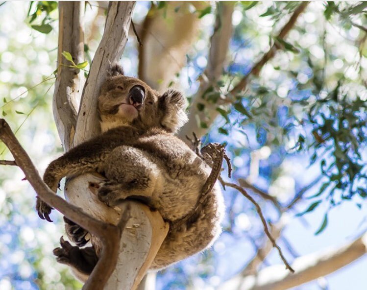 Visit The Murray tweet media