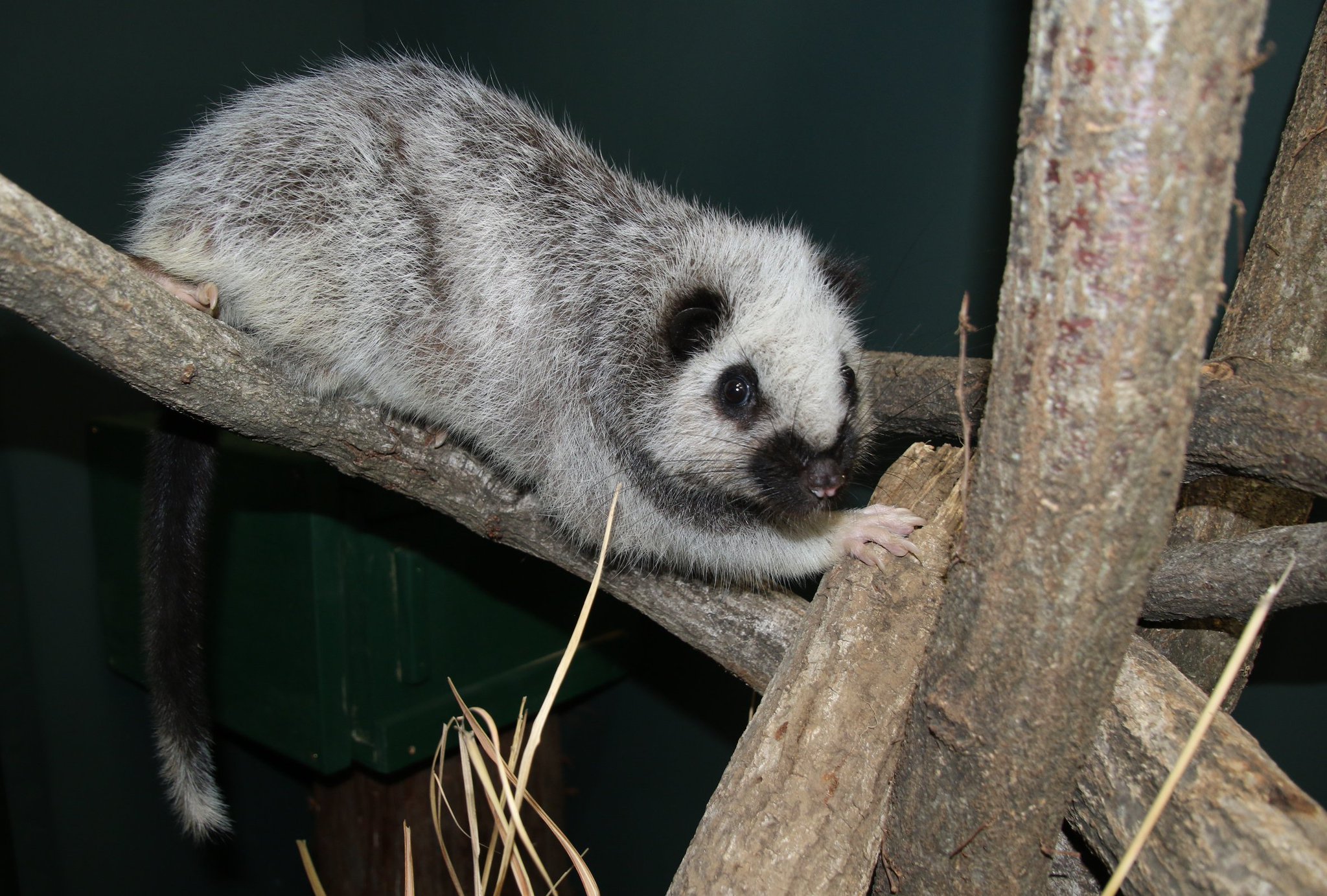 埼玉県こども動物自然公園 on Twitter "【ウスイロホソオクモネズミ】 げっ歯類で最大といえばカピバラだというのは有名ですが、げっ歯