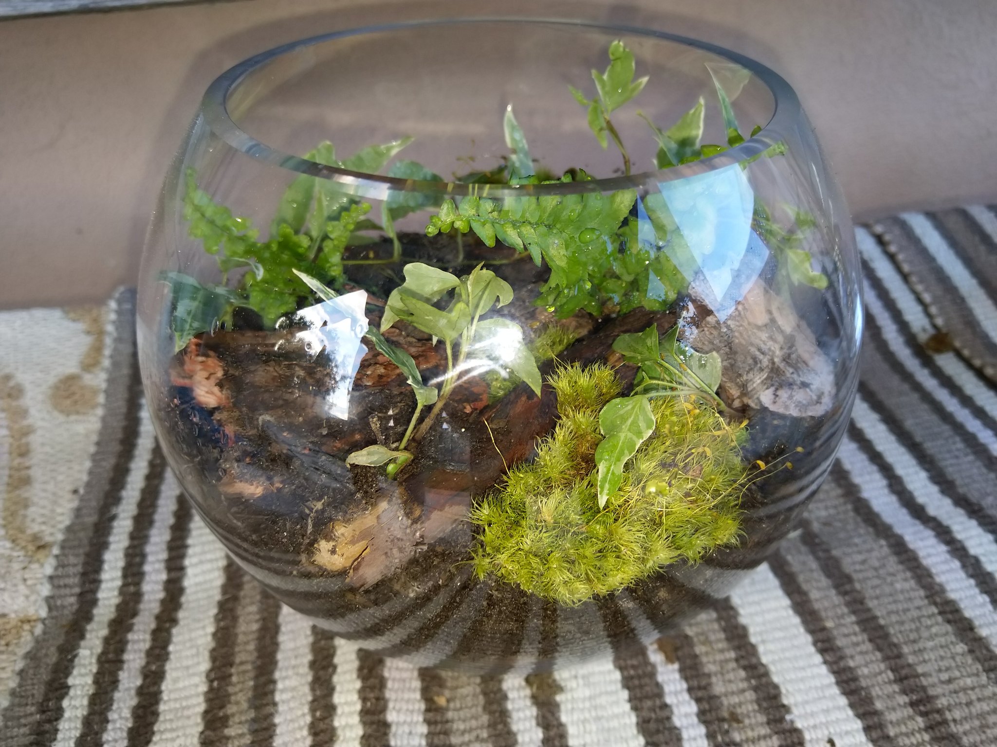 Twitter 上的TMPS："Finally made the terrarium today! Was just waiting on some charcoal to up 👀 The little are A. Vulgare that me and my SO found while getting rid