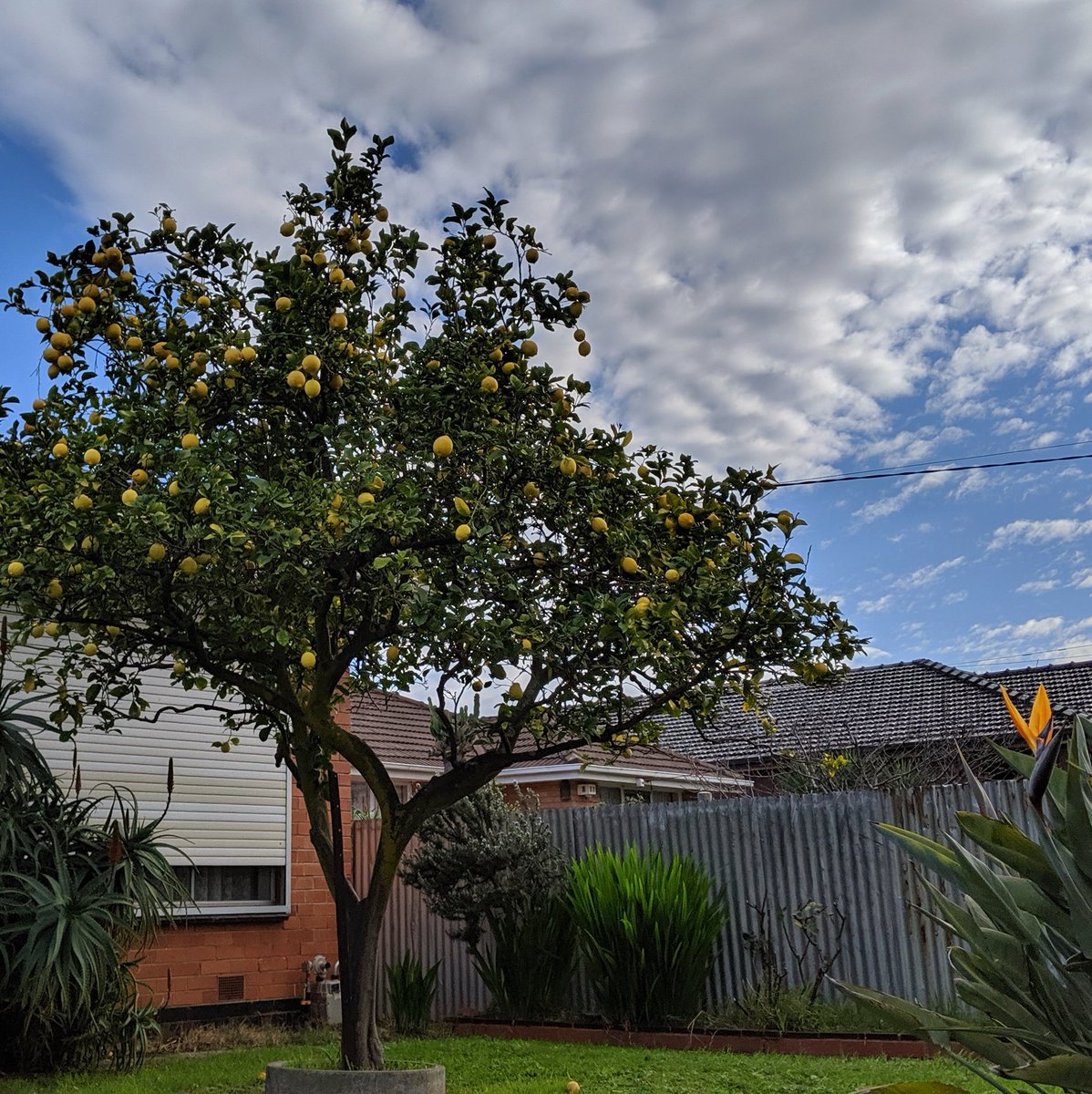 Ameel Khan On Twitter Lemon Tree In A Front Yard On A Partly