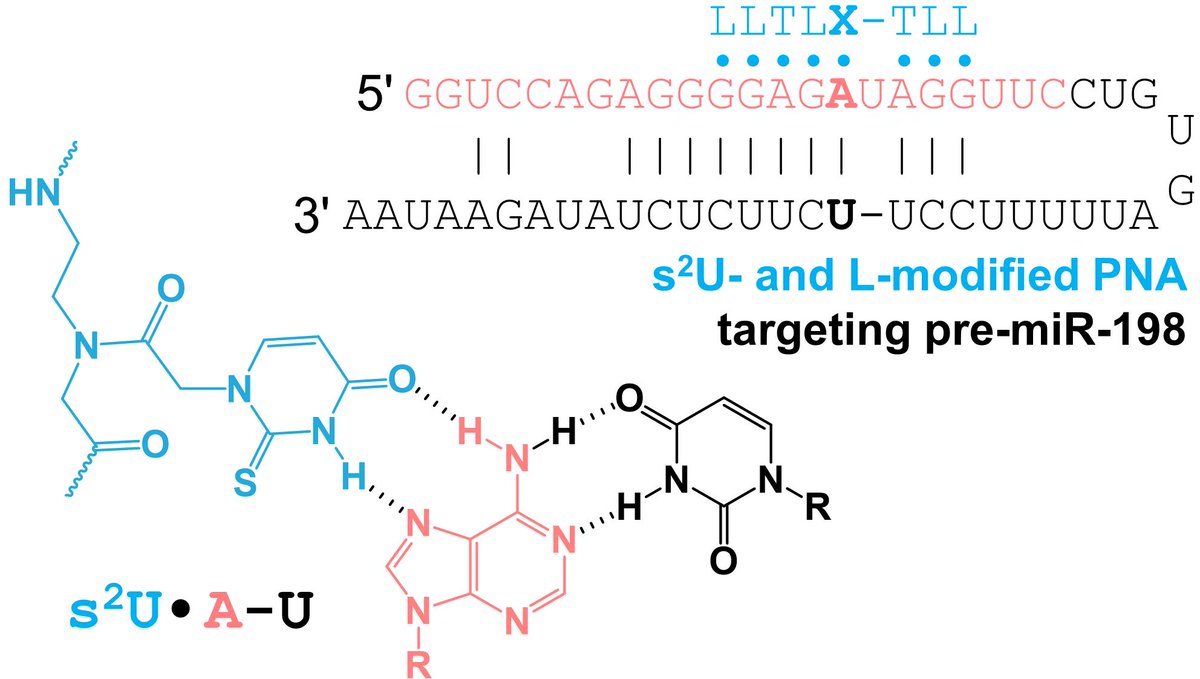 ChenRNAChen's tweet photo. https://t.co/zXLkNF8uYV Incorporating 2-thiouracil into short dsRNA-binding PNAs for enhanced recognition of A-U pairs and for targeting a microRNA hairpin precursor https://t.co/PlYNPxt7pp