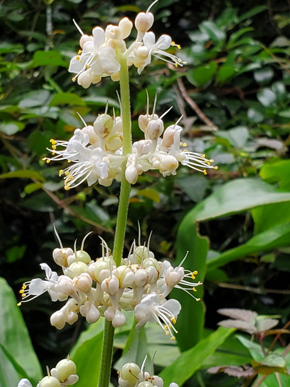 国営昭和記念公園 على تويتر ふれあい橋の下でヤブミョウガの花が咲いています 可愛らしい花なので撮ってみました ミョウガ って名前がついていますが全然違う科なんです ミョウガはショウガ科 ヤブミョウガはツユクサ科なんです 花言葉 謙虚の美徳 報われない