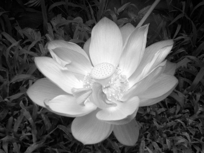 古代蓮の里のtwitterイラスト検索結果