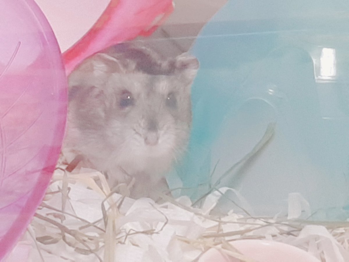 흐쀼ㅜㅡㅜ셋찌 들이고 싶은데 계속 눈 가는 애기도 있는데 주변인들한테 그만 데려오라고 혼났음.. 방에 자리 없어지겠다고..
 돈 모아서 구월삼월 리빙이나 하나 더 이어조야지ㅠ.. 사진은 똥치워주러 갔더니 깨서 쳐다보는 삼월이와 밀웜달라 협박하는 구월쮝