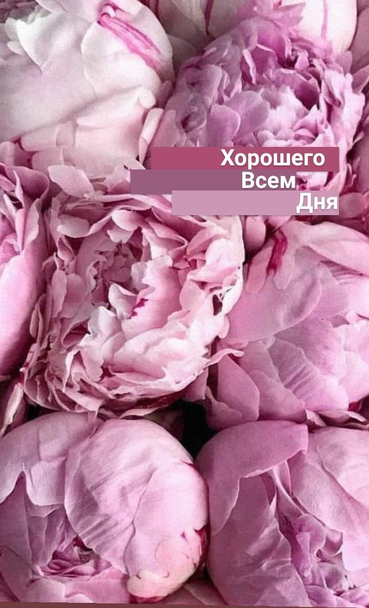 Пионы, пиончики