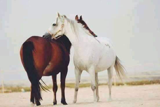 أشتهي تقبيلك عشرآ وعناقك ألفآ
وأرغب بإحتضانك شهرآ والبقاء معك عمرآ 
أاختصرها لكي
أنا طامع بكل ما بكل مافيك ولا أكتفي
💙💙