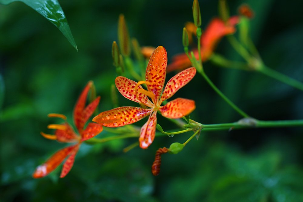 長居植物園 در توییتر オレンジの花びらに赤い斑点が美しい アヤメ科の植物 ヒオウギ です 葉を扇状に広げる草姿が宮中で使用されていた扇 檜扇 に似ることが名前の由来です 花の後につける光沢のある黒い種は ぬばたま と呼ばれ 万葉集では黒いものに