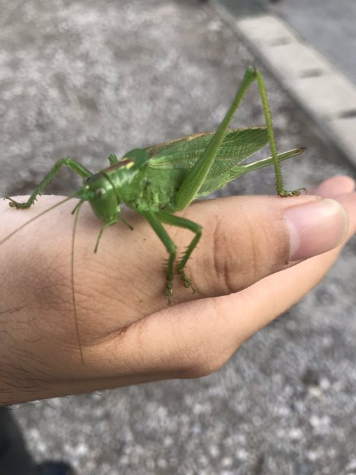 キリギリスのtwitterイラスト検索結果 古い順