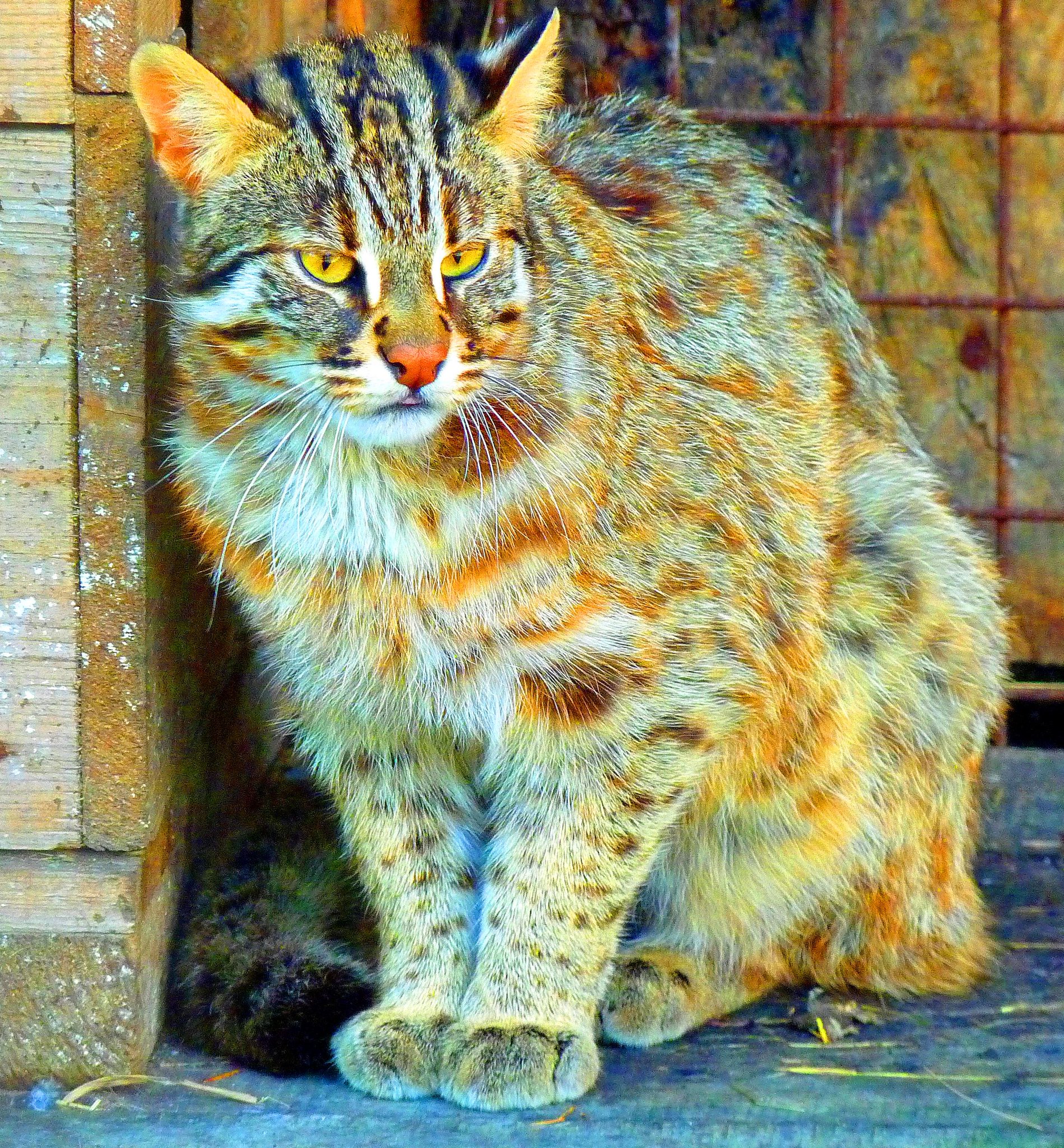 Скорей бы пятница картинки
