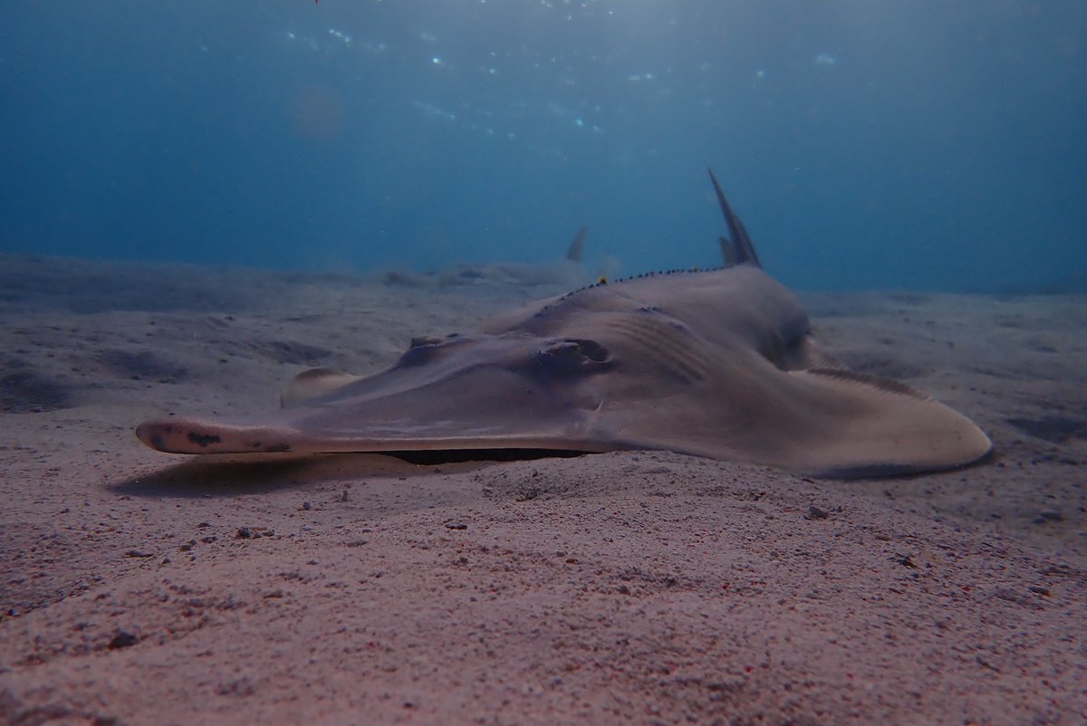 This is not a happy #flatsharkfriday. @IUCNRedList announced that #RhinoRays are the most threatened group of marine fishes in the world due to overfishing 😡. We need better fisheries mgmt + MPAs NOW or these could go extinct. I just saw my first shovelnose ray last week 😞.