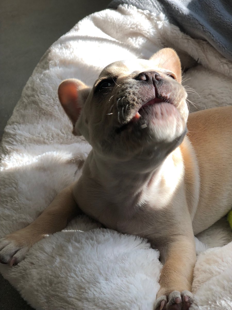 am_abelll's tweet photo. Plz help me I am literally dying from this perfect baby’s cuteness https://t.co/uHWqgP1uhA
