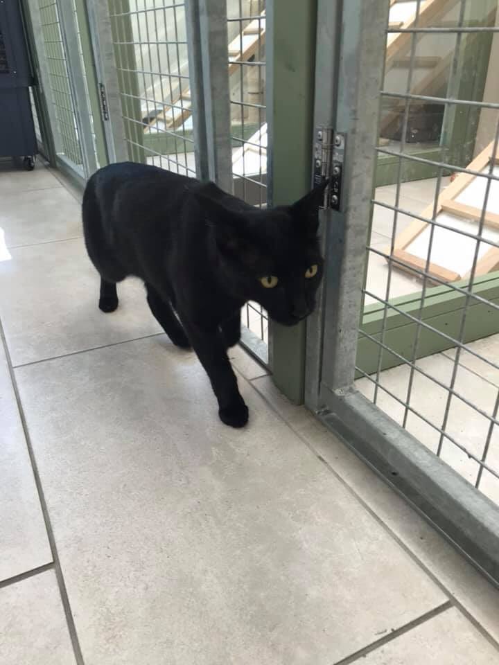 Rolf the University of Warwick Campus Cat tweet media