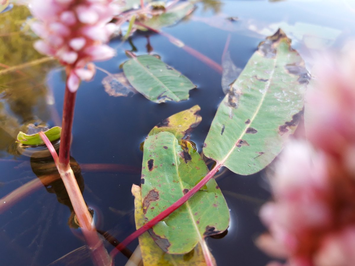 VesaVanninen's tweet photo. #Ulpukka ja #vesitatar kukkivat vähän rehevimpien lahtien rannoilla Näsijärvellä #Näsijärvi #Nässy #melonta #luonto https://t.co/mYypPmKpBS