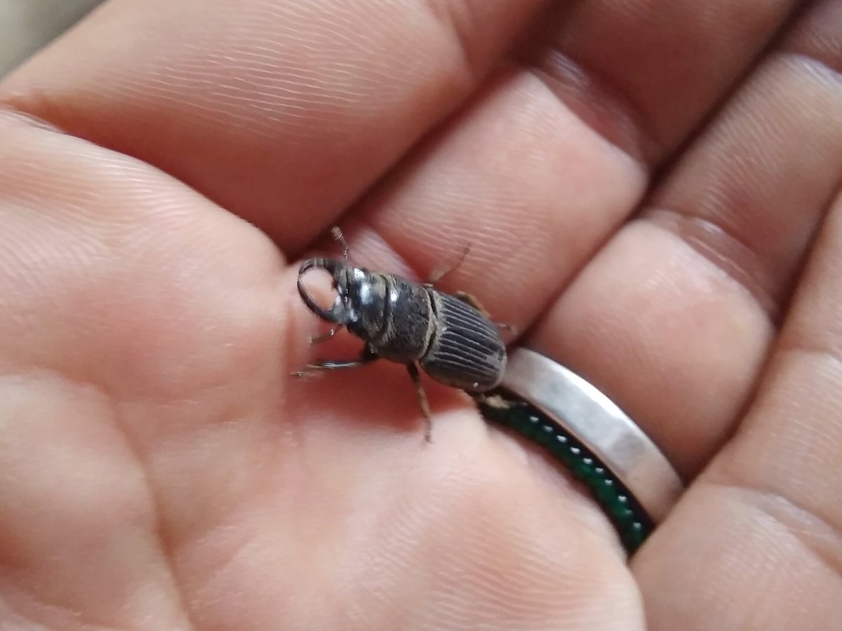 喜古 由則 息子が凄く小さいクワガタをつかまえました 図鑑やネット検索では 同じ種類が見つかりません どなたか この クワガタの種類を知ってる方いらっしゃいませんか つかまえたのはインドネシアのバリ島です クワガタ 昆虫