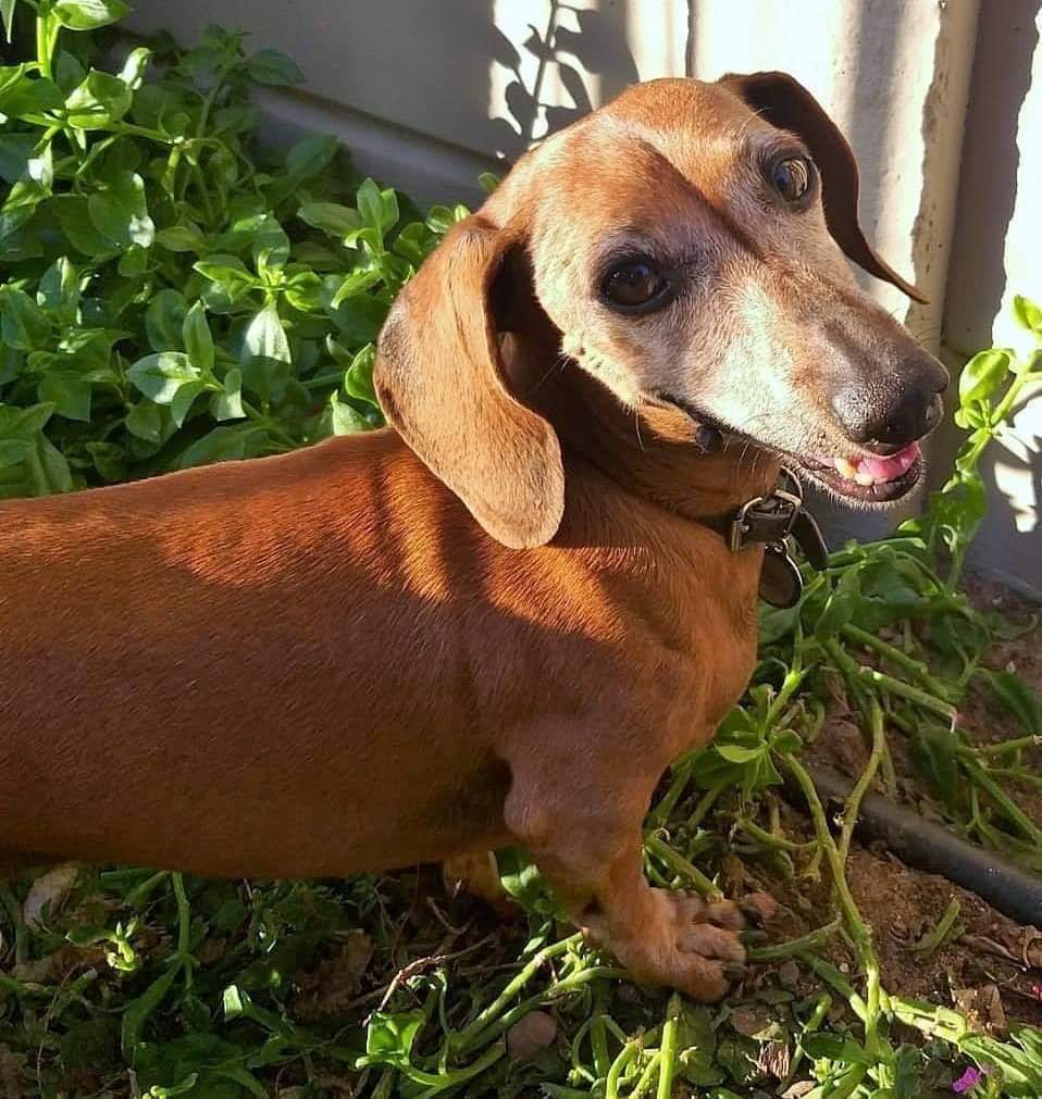 Please adopt me ❤ Timmy (Garden Route)

Age:9, Sex: Male
Character: Shy, timid, loving
Dog Friendly: Yes
Cat Friendly: Untested
Must be rehomed into home with existing canine company
Adoption Fee: R950.00
To adopt: Email us at cdradoptions.me@gmail.com
#adoptdontshop #dachshund