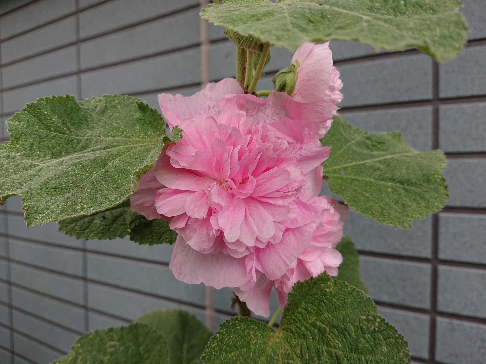 みぃ 梅雨入りの頃に咲き始め 梅雨明けと共に花期が終わる立葵 ウチのは咲き始めたばかり 梅雨明けは何時になるやら アルセア ニューポートピンク タチアオイ 立葵 ホリホック 花 花写真 花写っと はなまっぷ ガーデニング