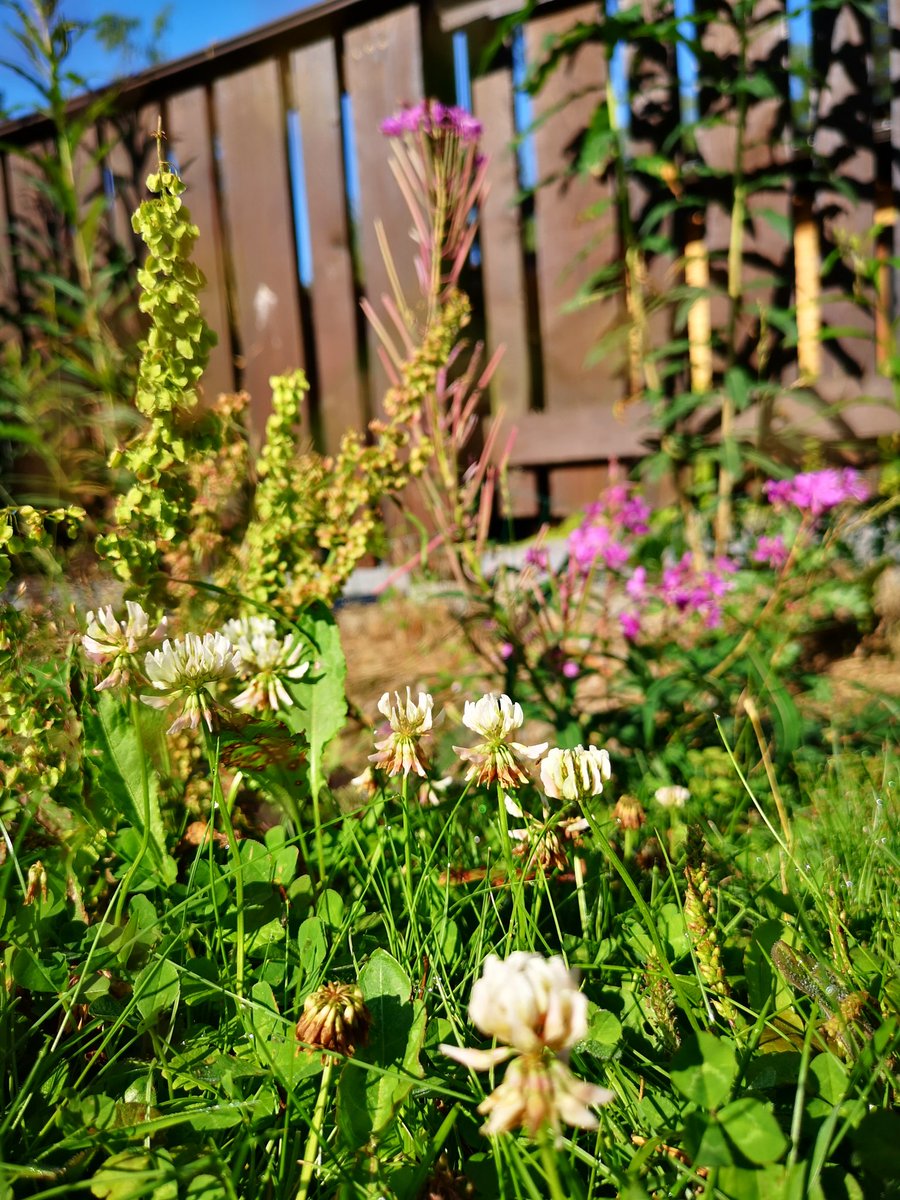 Mekaselska's tweet photo. Meidän takapihasta on tullut mieletön niitty ihan sillä ettei vaan olla leikattu nurmikkoa. Eilen nähtiin kaksi mehiläistäkin. 🦋🐝🌼 https://t.co/wtiz1HWuj0
