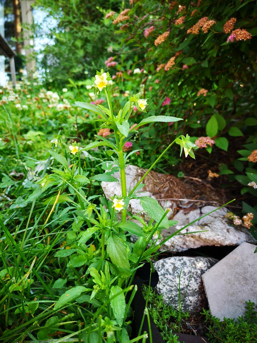 Mekaselska's tweet photo. Meidän takapihasta on tullut mieletön niitty ihan sillä ettei vaan olla leikattu nurmikkoa. Eilen nähtiin kaksi mehiläistäkin. 🦋🐝🌼 https://t.co/wtiz1HWuj0