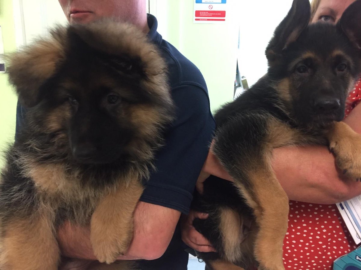 This adorable pair are Bowser &amp; Rocco, who recently came to see us for their vaccines!