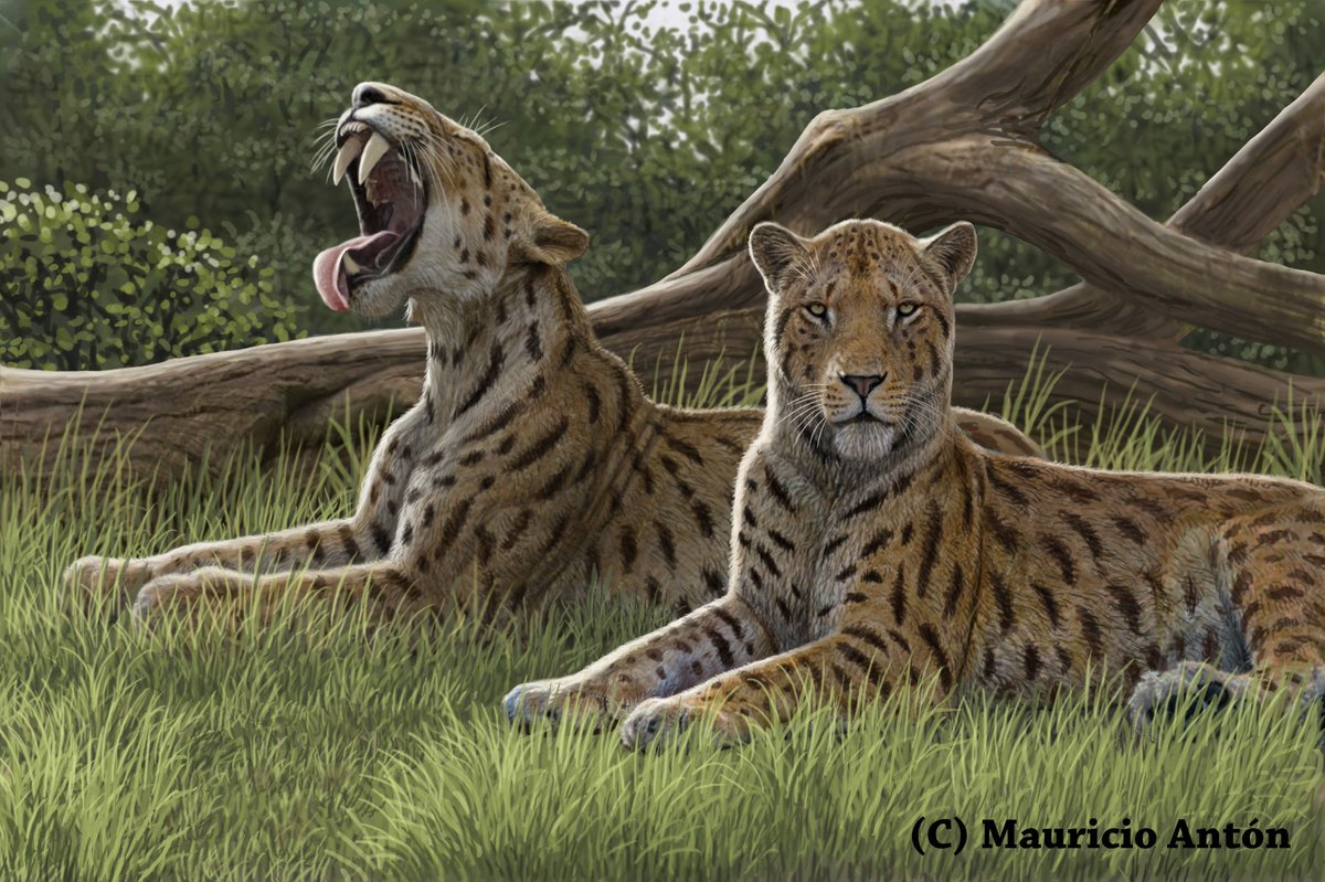 ManuelSalesa's tweet photo. Los días 20 y 21 de julio, de 11 a 13h, Jornadas de Puertas Abiertas en los yacimientos paleontológicos del #CerroDeLosBatallones, dónde @MAntonPaleoart @Gemmula y yo mismo os hablaremos de los grandes depredadores del Mioceno de Madrid. Os esperamos #Bat2019 #Batallones2019 https://t.co/P2lxAJ5eKe