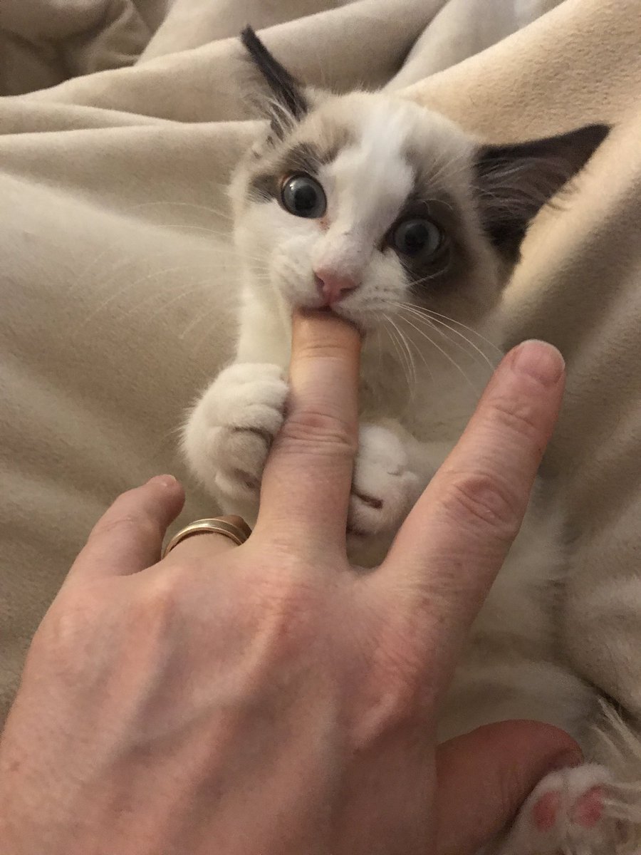 GeorgeColinRees's tweet photo. @taylorswift13 this is my James. He’s a #ragdoll - like yours? https://t.co/nZVbATPKCo