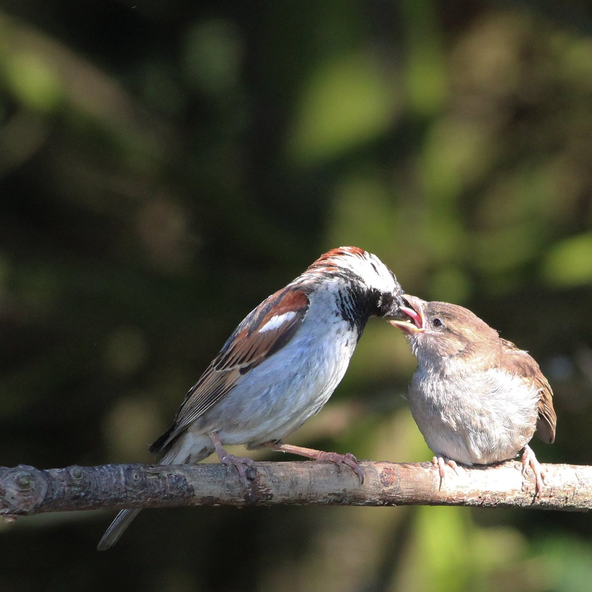 Feeding time ⌚ ❤️ A Male House Sparrow feeding its young.

House Sparrow / Passer domesticus 
#housesparrow #passerdomesticus #sparrows  #TwitterNatureCommunity #eye_spy_nature #eye_spy_birds #bird_brilliance #birds  #nature  #birdwatchireland