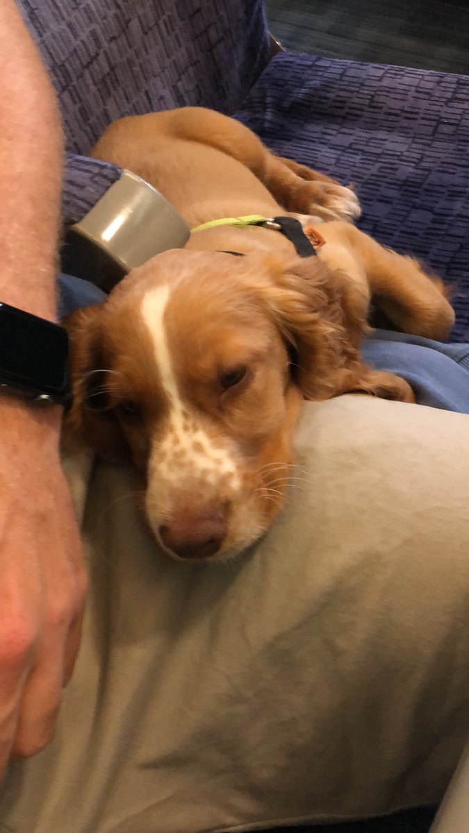jar1ed's tweet photo. Working day with mr Douglas https://t.co/FcEr1FjJ02