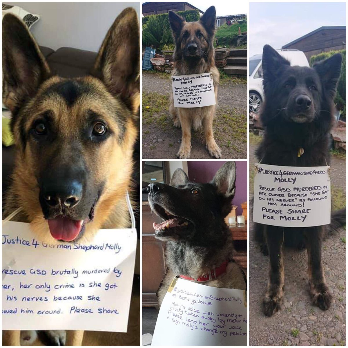 Please join the UKGSR 4 Jaxon, Rex, Saffi &amp; Luna get #justice4GermanShepherdMolly 
#BeMollysVoice sign &amp; share the petition chng.it/YnZjTW58