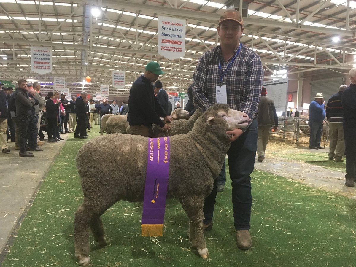 MerinoInsight's tweet photo. Congratulations to Radnor for winning both the Reserve Champion Strong Wool Poll #Merino Ewe &amp; the Reserve Champion March Shorn Poll Merino Ewe at the #sheepshow 🏆🐑 https://t.co/qJyeOTh3MH