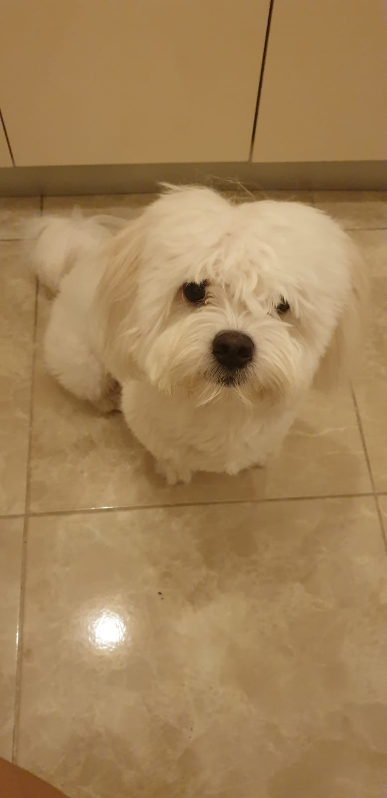 Maltepe Belediyesi Ar Twitter Maltepe Lilerin Dikkatine 12 Aylik Maltese Terrier Cinsi Malta Kopegi Sufle Adli Beyaz Renkli Bir Kopek Altintepe De Civarinda Kaybolmustur Gorenlerin 0532 582 56 99 A Ve 0532 373 80 18 E