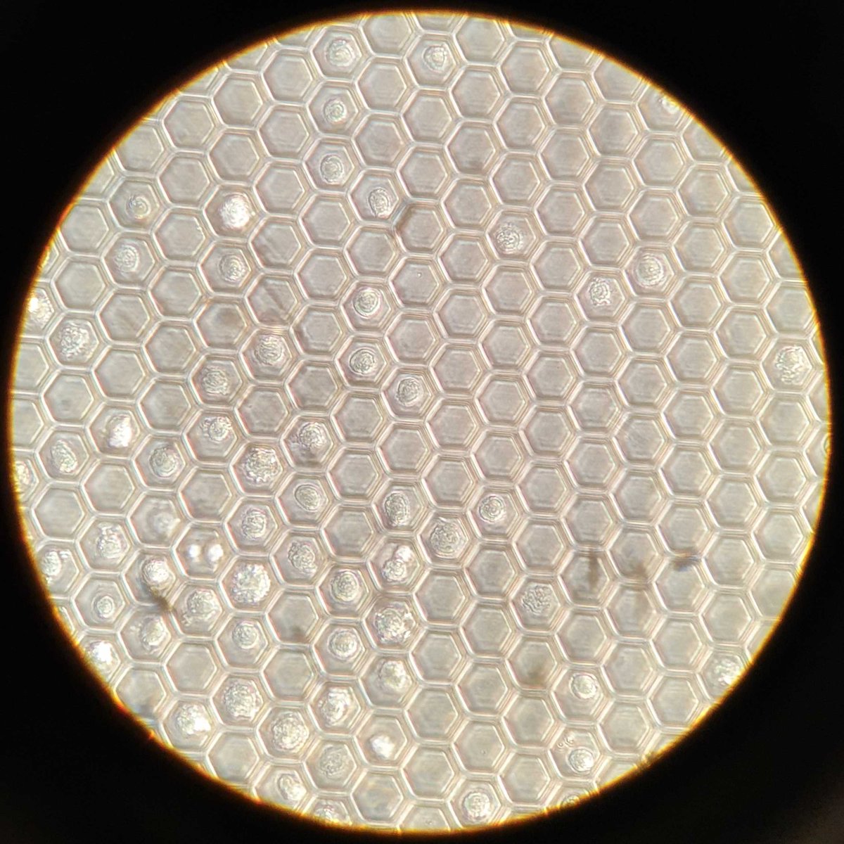 clairepsayers's tweet photo. The first Celsee in Sweden! Thanks for the demo, Simon. Pictured is a Celsee slide with thousands of wells to capture single cells by gravity. Excited to see what we can do with our malaria parasites! @Celsee_Inc @UmeaUniversity @mims_umea #celsee #singlecell #malaria https://t.co/fB1FHQP1lV