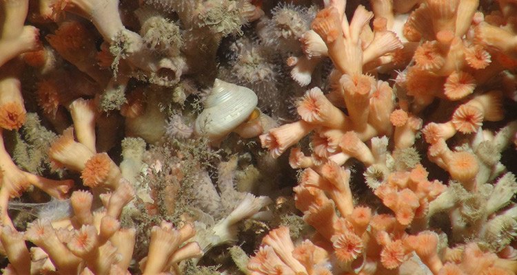 It's something of a cliche that we know more about the surface of Mars than we do about the bottom of the sea. But slowly, marine geoscientists are filling in the gaps. Find out more socsi.in/IbFUD <a href="/NOCnews/">National Oceanography Centre</a>