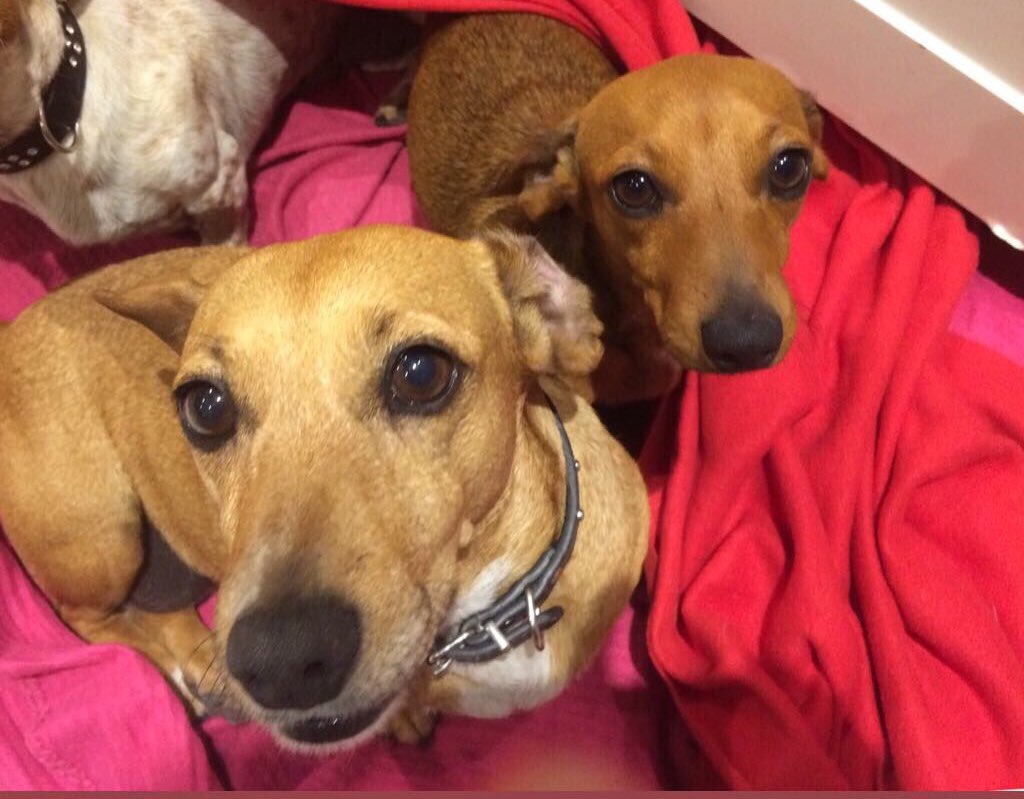 NameBridget's tweet photo. Could you be, the most beautiful dogs in the world? #dogs #rescuedogs #AdoptDontShop #5dogs #beauties https://t.co/ZpyBNpiikh