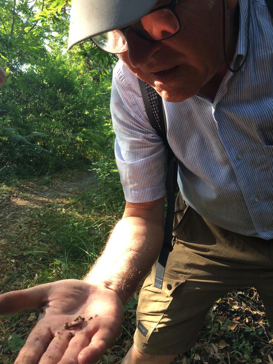 WBA_social's tweet photo. #NatLab @InfoParkAT @isoletoscane @AcquadellElba @Elbareport @QuiNewsElba @iltirreno #biodiversità #conservazione #arcipelagotoscano #etnobiolologia #sostenibilità #bioindicatori #lombrichi #wildlife #nature #ecosystem @ansa_ambiente https://t.co/JA8Tzfe4Gs