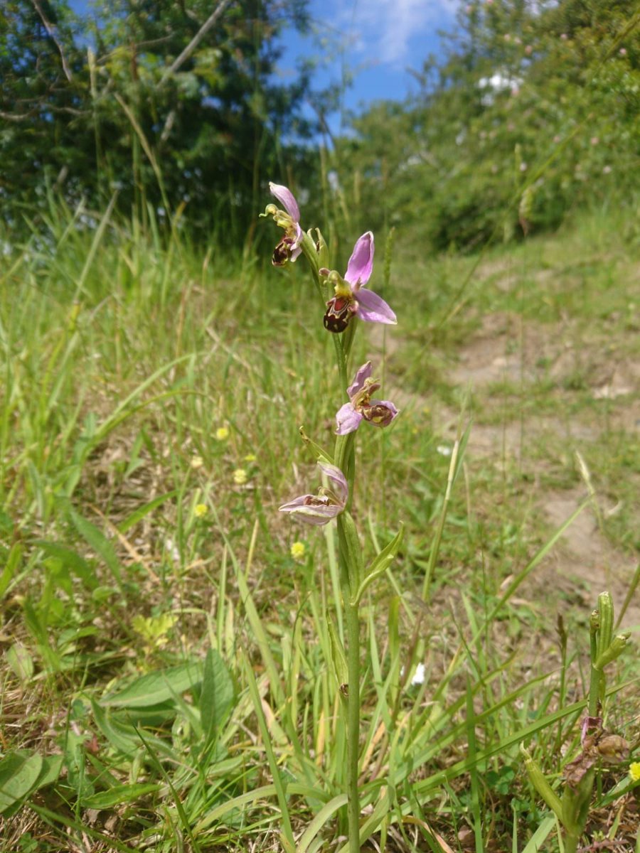 Want to learn more about local plants? Join us on Monday for an introduction to plant identification and surveying techniques guided by Andrew Diamond and Coast Care staff.buff.ly/329bxlW email info@coast-care.co.uk to book a place #volunteer #nationallotter…